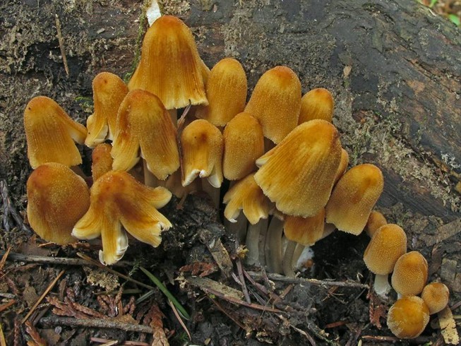 Coprinellus micaceus