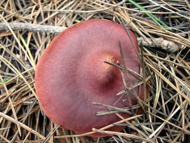 Cortinarius smithii