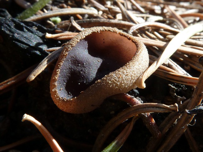 peziza_violacea_lg