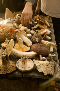 display mushrooms