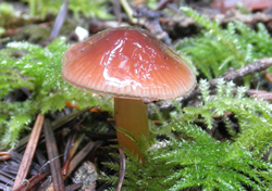 Hygrocybe psitticina