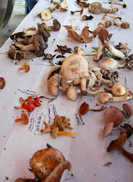 Veterans Park fungi on picnic table