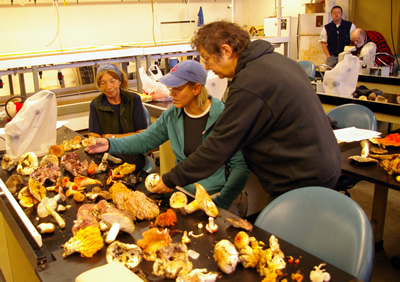 Scene from russula blitz