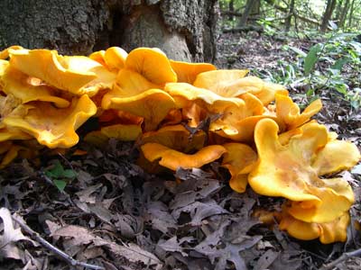 jack o lantern mushroom glow