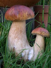 two porcini