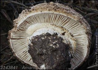 Underside, Amanita pruittii, photo by Taylor Lockwood