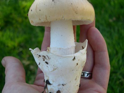 amanita_skirt