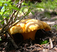 Colorado Chanterelle