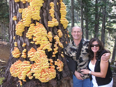 Laetiporus conifericola, photo by Hugh Smith