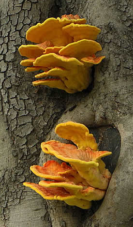 Laetiporus gilbertsonii