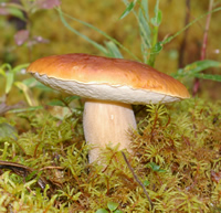 Alaska porcini