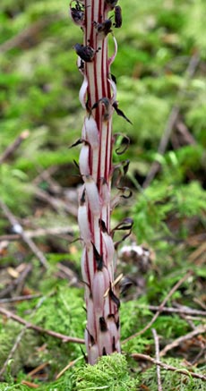 allotropa2