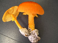 amanita jackson