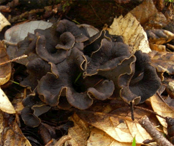 blackchanterelle_large