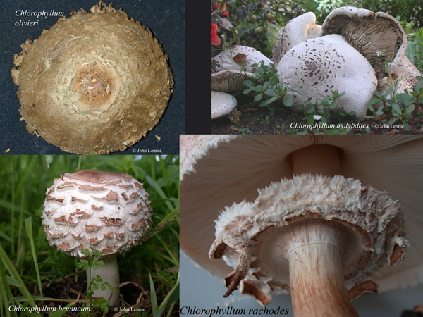 Chlorophyllum species