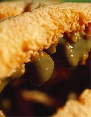 clathrus ruber closeup