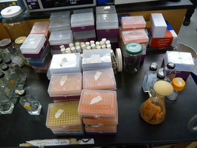 Lab space with Neurospora crassa beaker