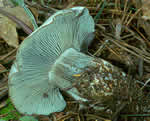 Hygrophorus caeruleus