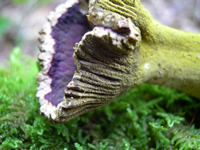 hypomyces luteovirens