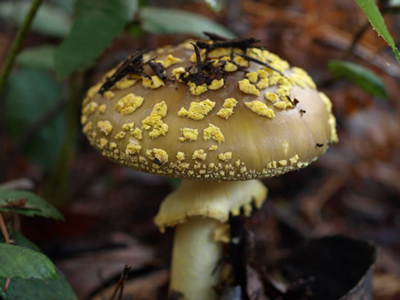 Amanita augusta