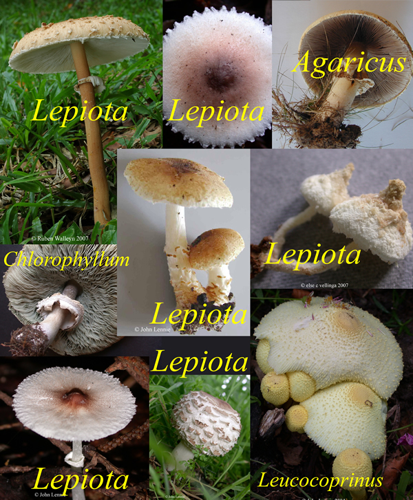 lepiota collage