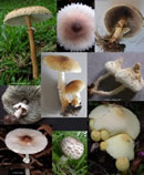 small lepiota collage image