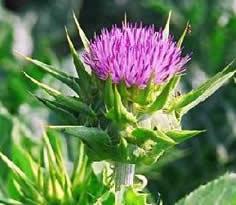 milk thistle