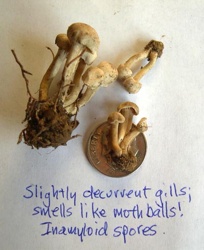 moth-ball-fungus