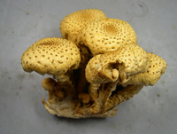 pholiota squarrosides