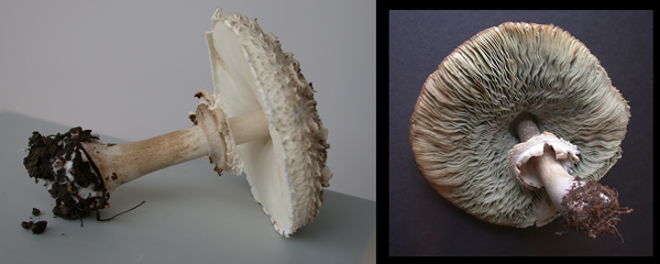 chlorophyllum rachodes left chlorophyllum mobybdites right