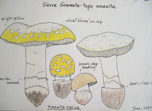 Amanita aprica