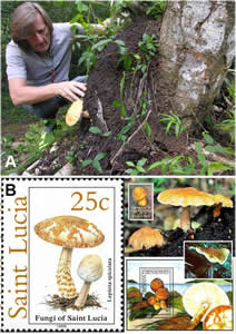 FIGURE 1. Lepiota spiculata. (A) Basidiomes in habitat growing on a termite nest (photo by C. Angelini). (B) Representations on stamps and websites. Person in image is Claudio Angelini.