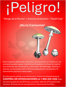Death Cap Warning Poster